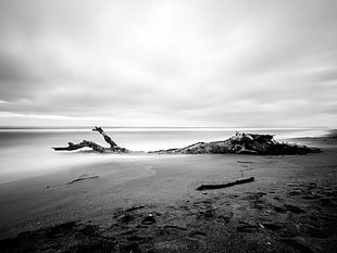 grayscale photo of tree trunk on seshore