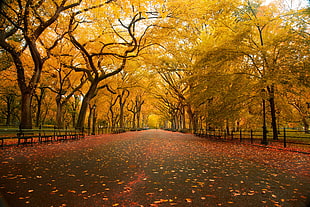 photo of pathway in a park with yellow leaf trees, american elm, york, central park