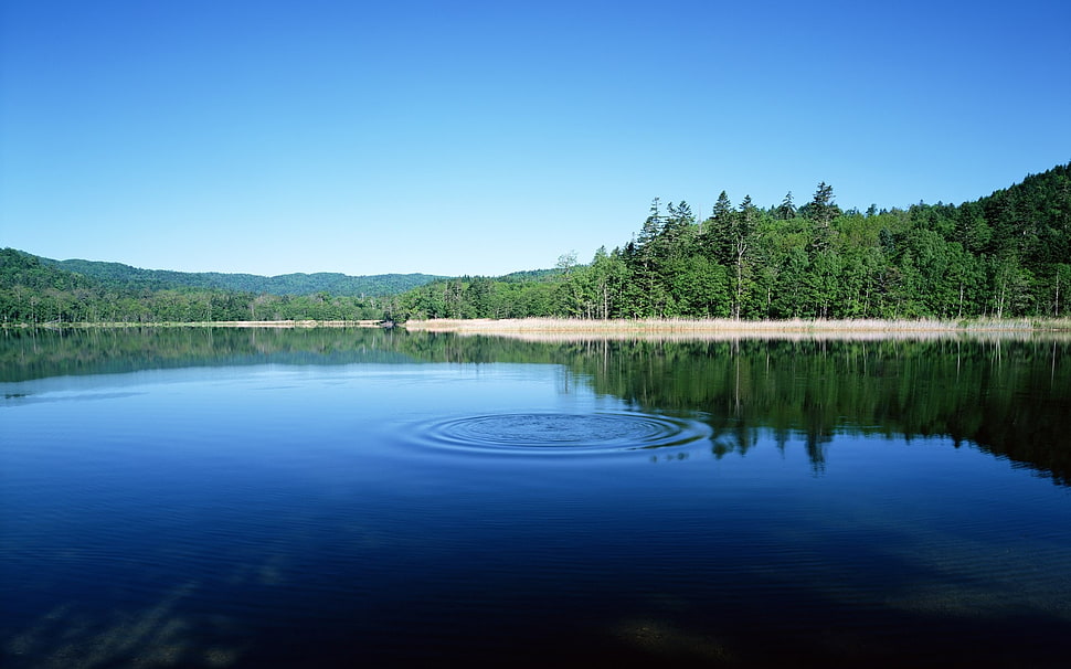 green trees, trees, reflection, lake, water HD wallpaper