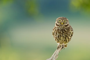 selective focus photography of brown owl on tree branch