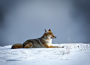 fox lying down on snowy land HD wallpaper