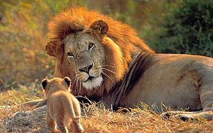 Lion and cub HD wallpaper