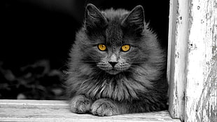 adult medium-fur gray cat, animals, cat, kittens, selective coloring