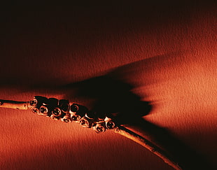 brown twig photo HD wallpaper