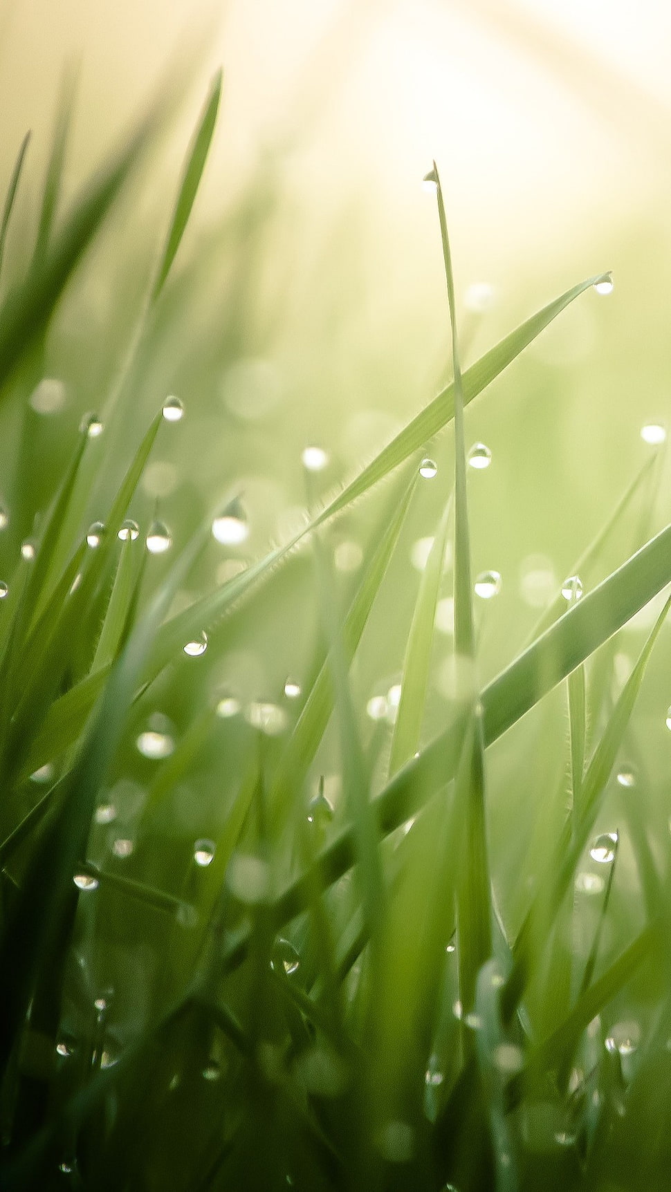 green grass, grass HD wallpaper