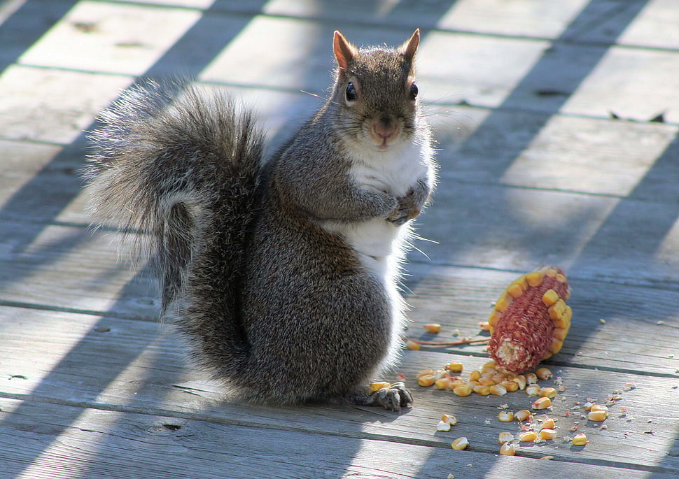 gray squirrel HD wallpaper