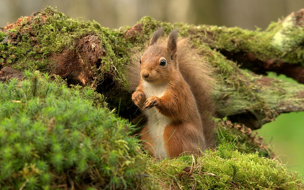 brown squirrel beside tree branch HD wallpaper