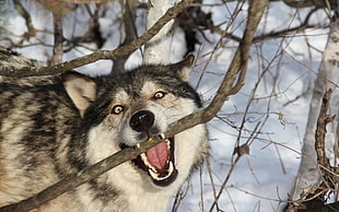 Wolf biting tree branch