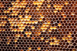 closeup photo of honey comb