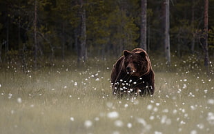 brown bear, animals, mammals, forest, bears HD wallpaper