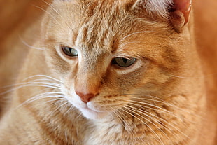 Orange Tabby Cat HD wallpaper