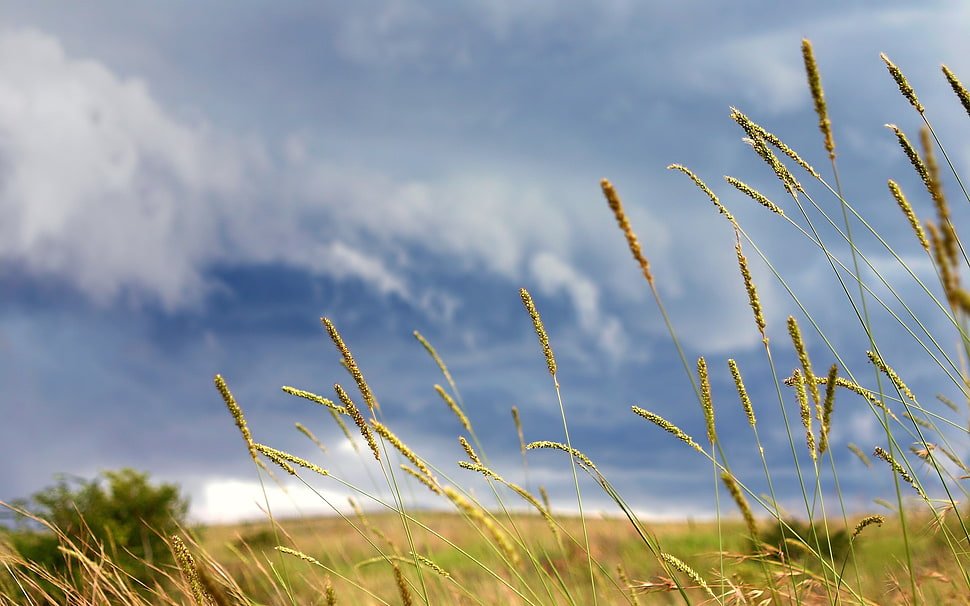 green leafed grasses, macro, nature HD wallpaper