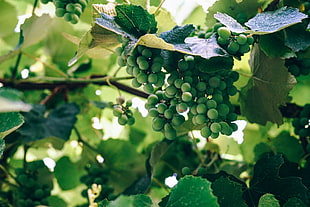 round green fruits, Grapes, Berries, Vine