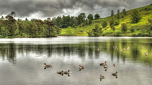 brood of duck in body of water beside mountain with green trees