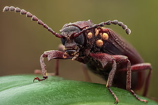close-up photo of brown Longhorn beetle