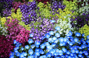 assorted color flower field HD wallpaper