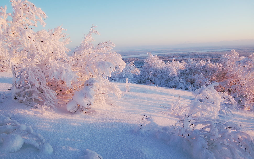 landscape photo of snowy field HD wallpaper