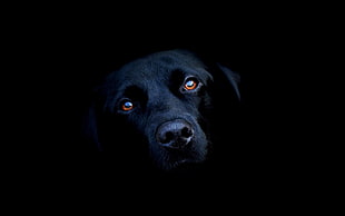 short-coated black dog, animals, dog, black, Labrador Retriever