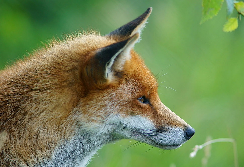 brown fox on focus photo HD wallpaper