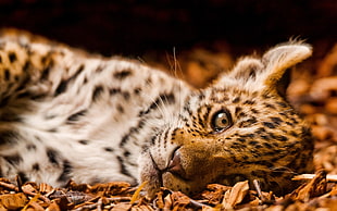 brown leopard lying on brown leaves HD wallpaper