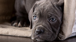 gray American pit bull terrier puppy, cane corso, animals, dog, puppies