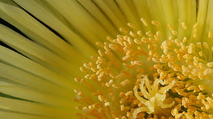 yellow flower macro photo HD wallpaper